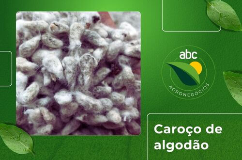 Caroço de Algodão
