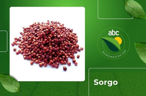 Sorgo